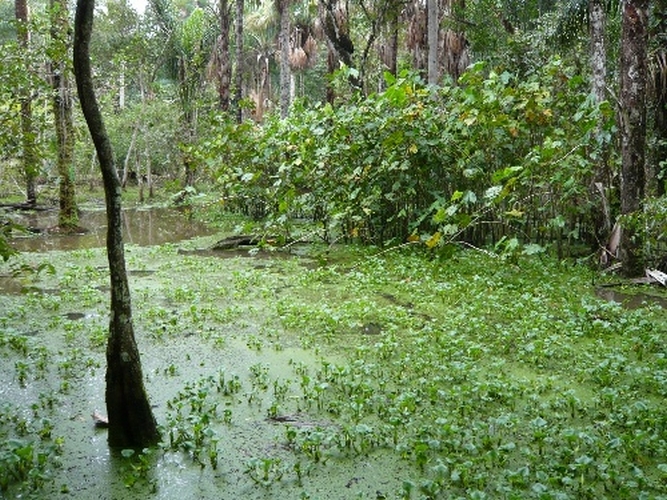 exemple de biotope (Arrondissement de St Laurent du Maroni - Guyane Fr.)