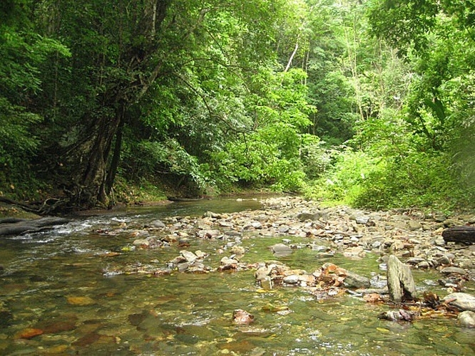 Salybia river, Trinidad Island