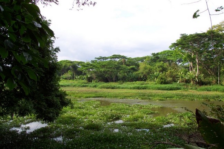exemple de biotope (tat de Rio de Janeiro - Brsil)