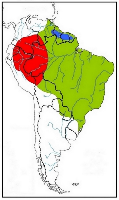 A. occidentale / A. orientale