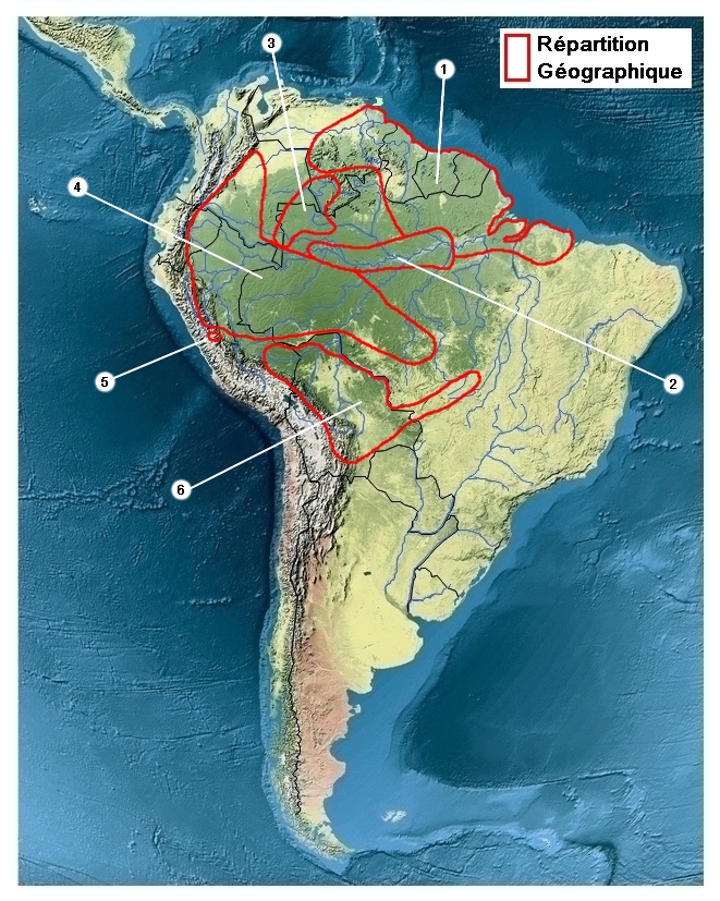 zone de rpartition de Parides vertumnus