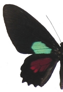 mle