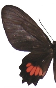 femelle