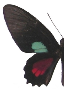 mle