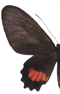 femelle