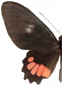 femelle