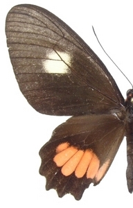 femelle