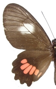 femelle