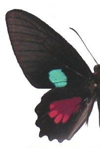 mle