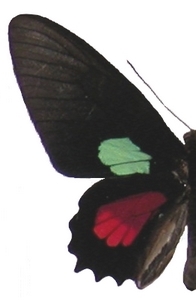 mle
