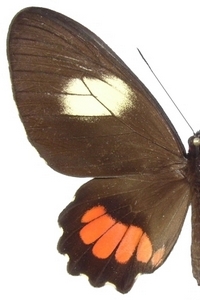 femelle