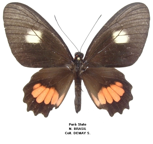 femelle recto