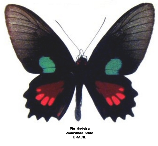mle recto (source : http://swallowtails.net)