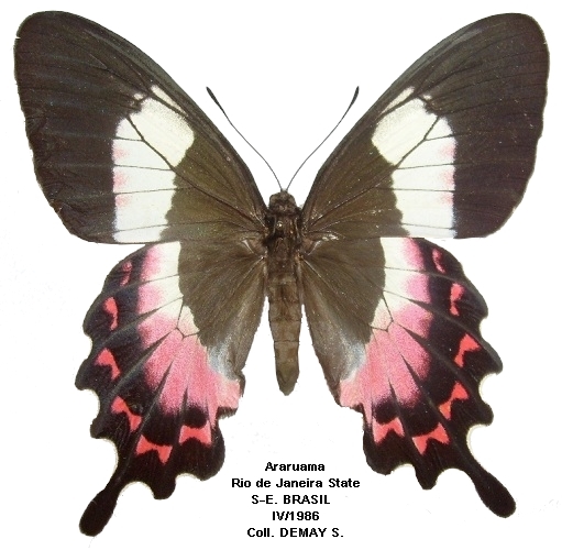 femelle recto