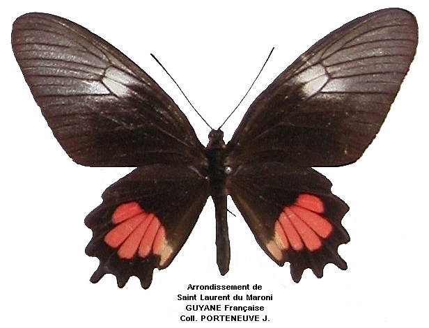 femelle recto