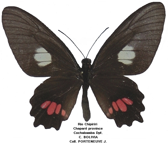 femelle recto