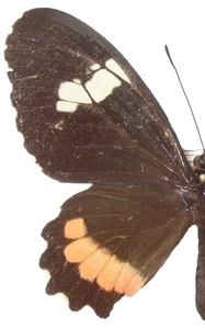 femelle