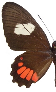 femelle