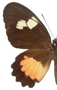 femelle