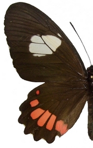 femelle