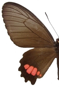 femelle