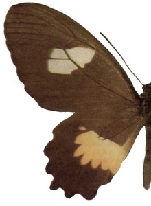femelle