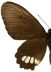 femelle