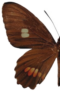 femelle