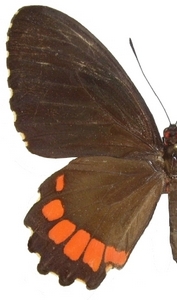 femelle