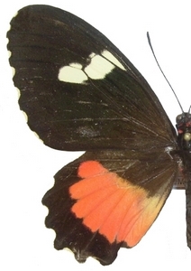 femelle
