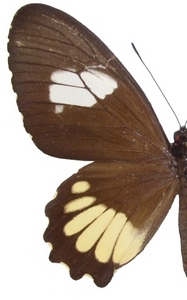femelle