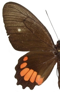 femelle