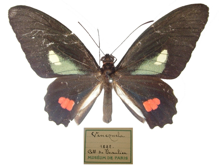 mle recto