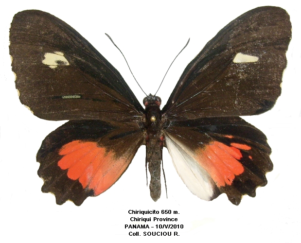 Gynandromorphe mosaque recto