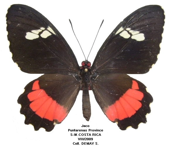 femelle recto