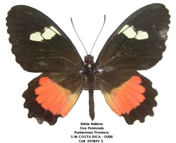 femelle recto
