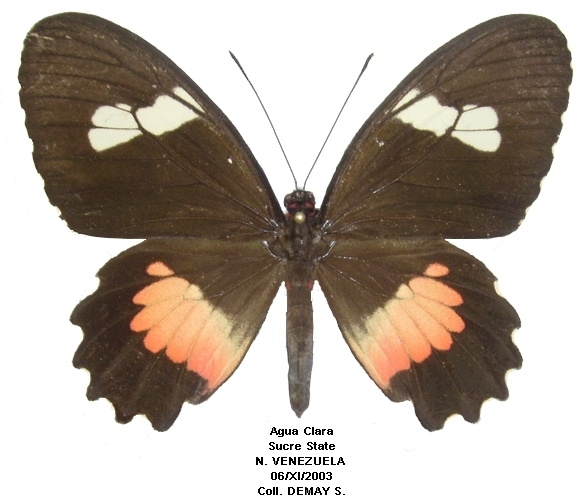 femelle recto
