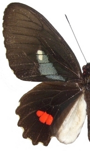 mle