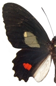 mle