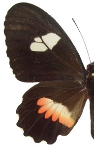 femelle