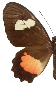 femelle