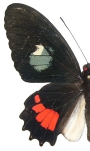 mle