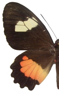 femelle