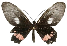 femelle recto