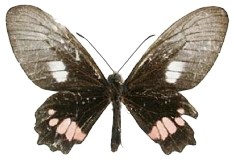 femelle verso