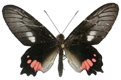 mle recto