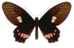 femelle recto (A. Seitz)