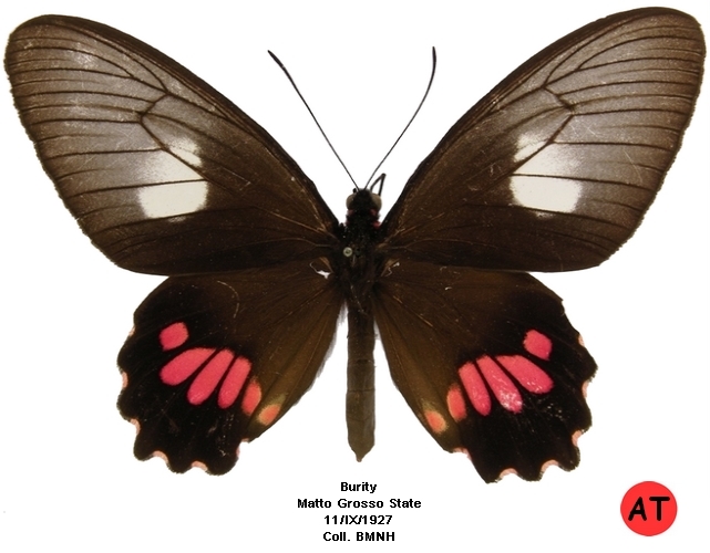 femelle recto (http://www.ucl.ac.uk/taxome/tabd/php/index.php)