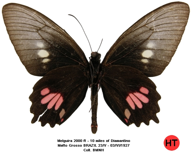 mle verso (http://www.ucl.ac.uk/taxome/tabd/php/index.php)