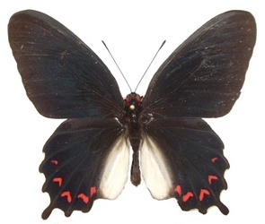 mle montezuma montezuma